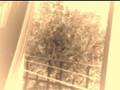videos de La ventana que se abrió...