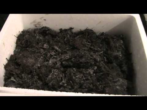 how to grow white button mushrooms