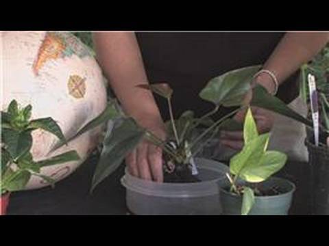 how to replant anthurium