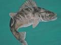 Painting Underwater Fish Mural