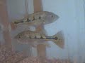 Flowerhorn Peacock Bass Silver Arowana 07/22/08