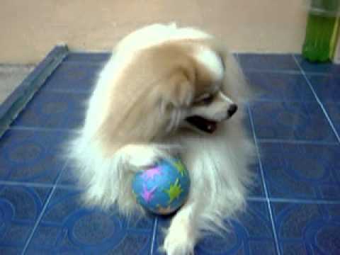 bola4 -