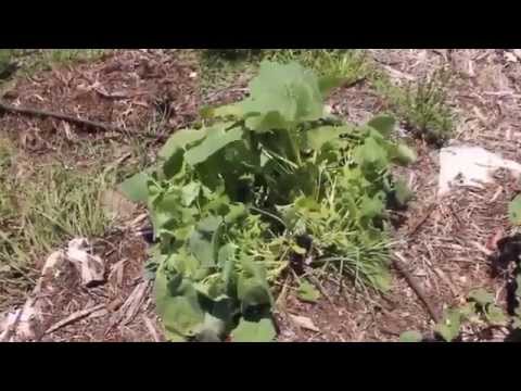 how to harvest papaya