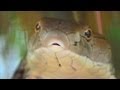 Very Fast King Cobra on Attack
