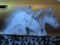 can-yucel-airbrush-horse-4.html