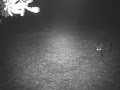 Video camara nocturna caza aguardo jabali 1