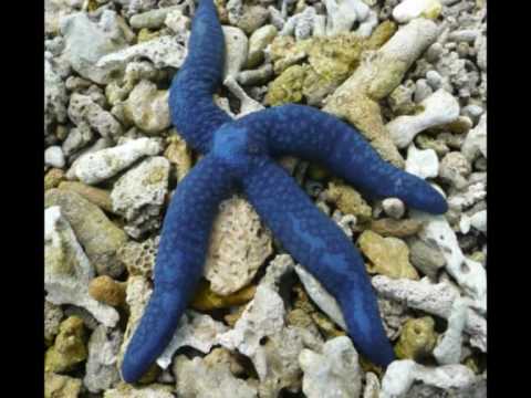Video of Beachside 1770 YHA