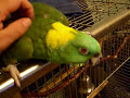 Masturbating Parrot.