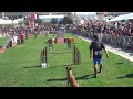 Jordi Fanta agility.MOV