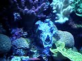 Undersea-Vulva