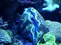 Undersea-Vulva