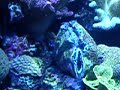 Undersea-Vulva