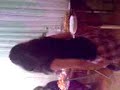 �zge Indish Style