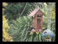 Tui Visiting Bird Feeder
