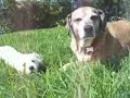 かわいい犬動画