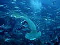 Dubai Mall Aquarium 3