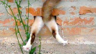 Funny CAT FAILS that will make you POOP YOUR PANTS