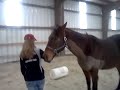 My Horse Finnegan Following me Over a Jump :)