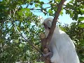 Cockatoos in the tree