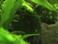 Cacatuoides female guarding her babies