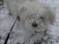 Maggie the Bichon Vs. Snow