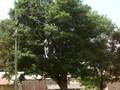 videos de seetal on zip