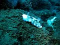 Nudibranch on the move Nudibranch on the move