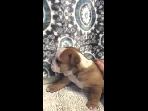 This is Lilly at 4 weeks old
