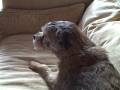 videos de A Dog's Life