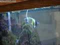 Moorish Idols Fighting