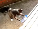 sophia boekarest has a thing with water