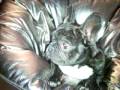 buldog frances busco novia