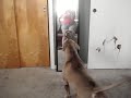 Pitbull barking at the mirror
