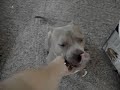 Pitbull barking at the mirror