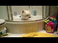 Westie Fiona WINTER FUN My 11 months West Highland White Terrier Fiona.