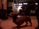 Tricks for Treats!