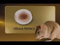 A ci�ncia comemora