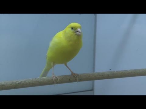 Canary - This instructional video is a helpful time-saver that will enable you to get good at birds. Watch our short video on How To Care For Canary Birds from one of...