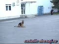 Recall&Sit in front. German shepperd in training !