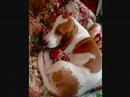 Roscoe - Basset Hound - Memorial