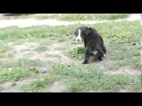 Toledo Ohio Puppies boy 1 (only 2 boys left)