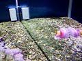Meu aquario 