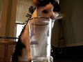 Baby Weasel Steals My Straw