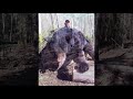 Double Diamond Black Bear Hunting