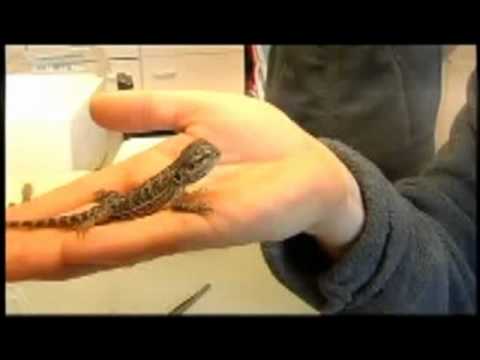 Terraristik Messe Hamm doku,Vogelspinnen zucht & Reptilien wohnungen Teil 1/3