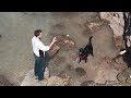 Black Labrador Swimming Brixham