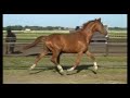 Donella