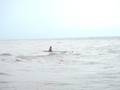Trip To pattya 073