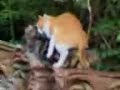 Gatti che scopano