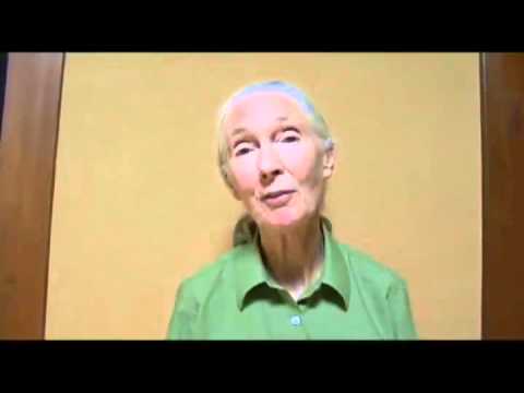 Jane Goodall Welcomes Thomson Guests Photo 0 Jane Goodall Welcomes Thomson Guests